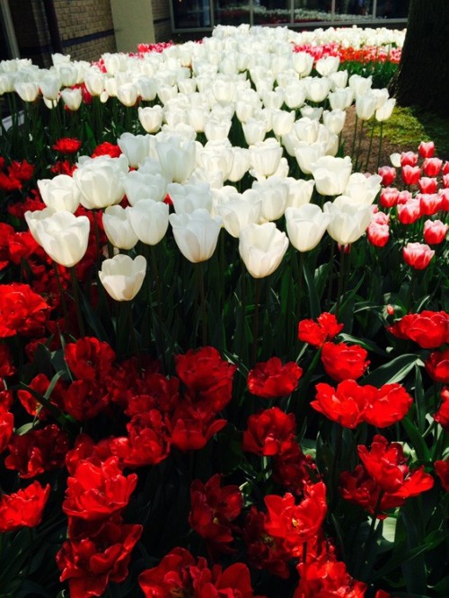 tulpen Keukenhof 2014 5